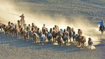 夕阳中奔跑的马儿桌面壁纸