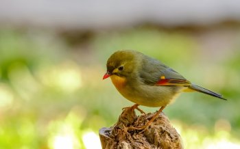 红嘴相思鸟高清动物图片电脑壁纸下载