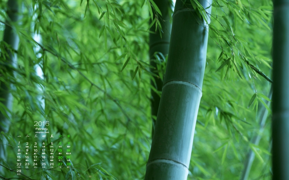 绿色风景自然风光眼清新竹林风景电脑高清壁纸图片欣赏