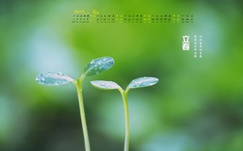 2017年5月立春24节气高清桌面日历壁纸