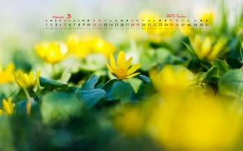 2017年3月清新唯美花卉日历壁纸  第一辑