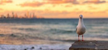 日落,大海,鸟,海鸥,自然风景桌面壁纸