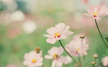 精选唯美花卉桌面壁纸下载