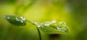 叶子,水液滴,露珠,绿色护眼桌面壁纸