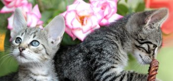 小猫,篮子,玫瑰的图片,壁纸