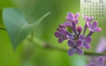 2017年3月小清新唯美花卉高清日历壁纸