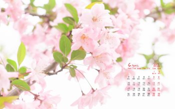 2017年4月唯美樱花日历壁纸