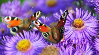 孔雀蛱蝶图片高清电脑桌面壁纸 第二辑