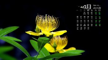 新鲜养眼尽管日历非今年但很清新的植物壁纸素材高清电脑桌面图片欢迎收藏