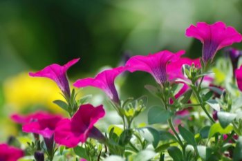 美丽喇叭花桌面壁纸1920 1200【20】