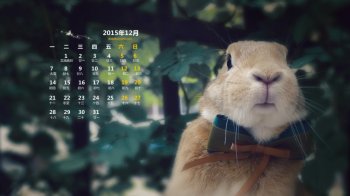 2015年12月日历壁纸戴着蝴蝶结的可爱兔子图片