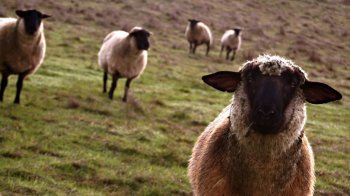 可爱的绵羊高清桌面壁纸下载  第一辑