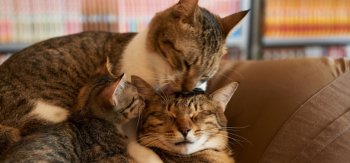 猫猫的一家,家居,舒适,猫的壁纸