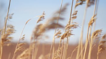 唯美花花草草图片电脑桌面壁纸下载 第二辑