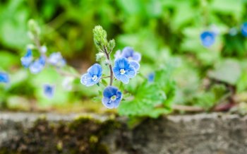 小清新花卉桌面壁纸下载5