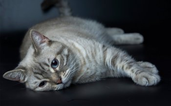 萌宠喵星人呆萌可爱高清桌面壁纸