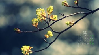 2016年2月日历唯美淡雅桌面壁纸