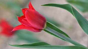 亮丽清新的花卉植物图片电脑桌面壁纸