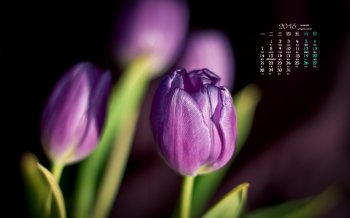 2016年3月日历紫色郁金香电脑桌面壁纸图片下载