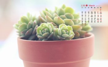 2015年3月日历壁纸小清新多肉植物绿色盆栽高清图片下载