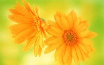 唯美菊花摄影图片大全