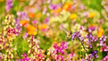 蝴蝶的缤纷世界