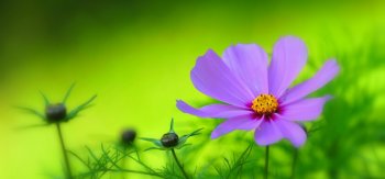 紫色花瓣，花园，绿色植物背景，鲜花高清桌面壁纸