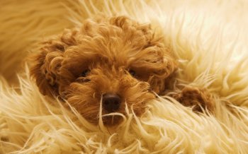 可爱狗狗高清桌面壁纸