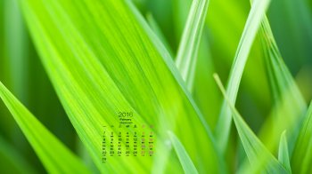 2016年2月日历绿色护眼清新电脑高清壁纸图9下载