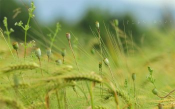 绿色护眼小清新高清桌面壁纸