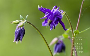 2016年5月日历紫色的鲜花桌面壁纸
