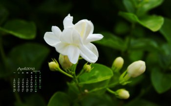 2016年4月日历洁白的茉莉高清植物高清壁纸