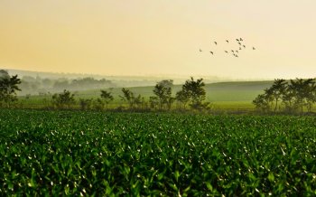 Ubuntu Kylin官方壁纸下载