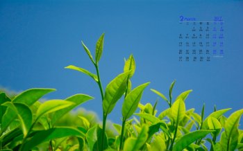 2017年3月清新绿色护眼绿茶高清日历壁纸  第二辑