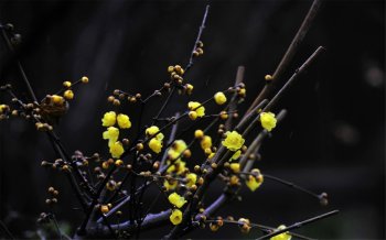 冬雨中的寒梅高清电脑桌面壁纸下载