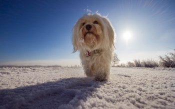 哈瓦那犬高清萌宠图片壁纸 第二辑