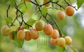 2016年2月日历精选树上的果实壁纸
