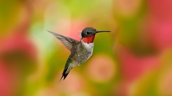 可爱的长嘴巴鸟桌面壁纸之蜂鸟