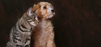 猫，狗，朋友，动物桌面壁纸