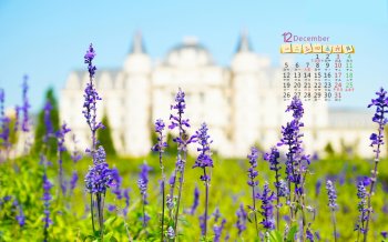 2016年12月唯美小清新植物花卉日历桌面壁纸大全下载