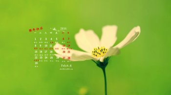 2016年2月日历清新唯美精选花卉图片4