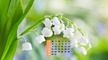 2016年5月日历清新护眼风铃草壁纸