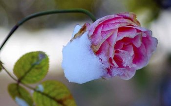 雪后的花草摄影电脑壁纸