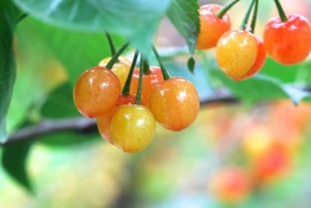 未成熟的樱桃电脑壁纸