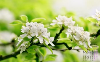 2016年4月日历唯美春色桌面壁纸下载