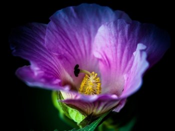 养眼花卉木芙蓉高清电脑壁纸