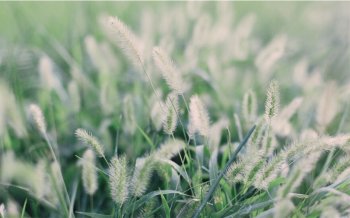 清新淡雅唯美意境风格壁纸