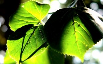 护眼植物图片高清壁纸下载