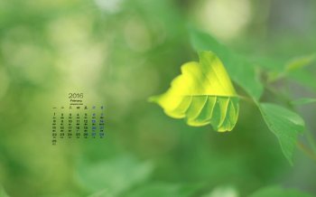 2016年2月日历高清护眼桌面壁纸图片下载2