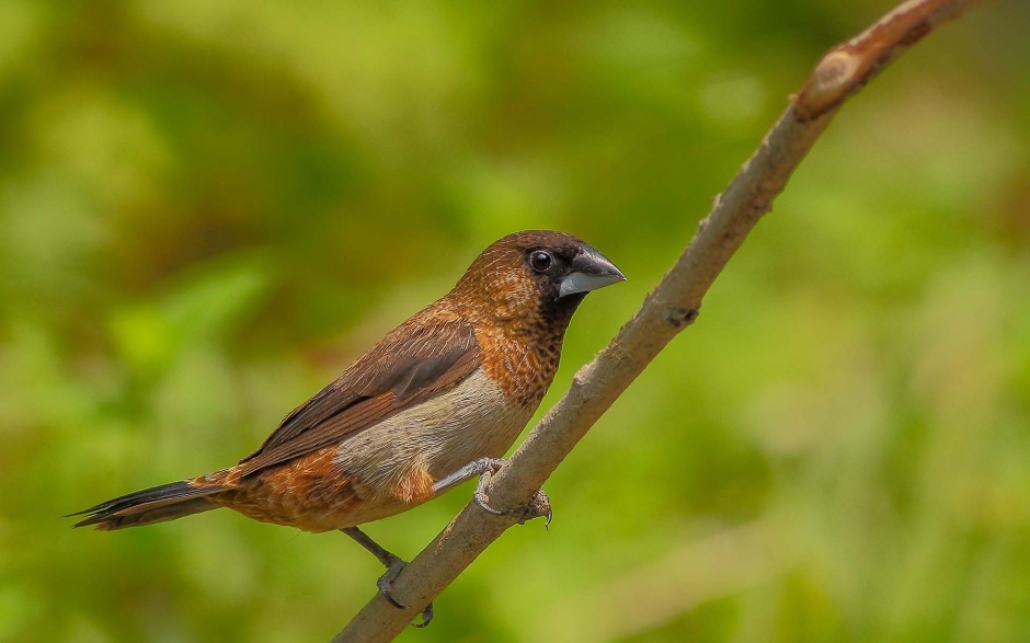 小巧玲珑的文鸟